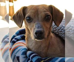 Dachshund-Unknown Mix Dogs for adoption in Canutillo, TX, USA