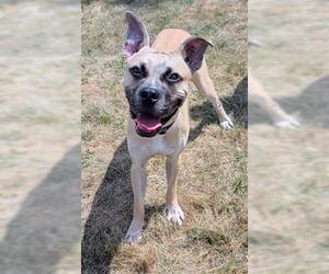 Boxer-Unknown Mix Dogs for adoption in Akron, OH, USA