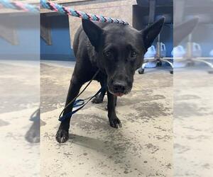 German Shepherd Dog-Unknown Mix Dogs for adoption in Tallahassee, FL, USA