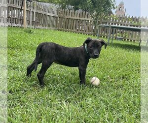 Coonhound-Labrador Retriever Mix Dogs for adoption in Ponchatoula , LA, USA