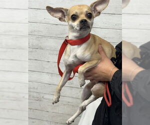 Chihuahua-Unknown Mix Dogs for adoption in San Bernardino, CA, USA