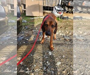 Redbone Coonhound Dogs for adoption in garner, NC, USA