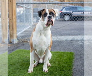 Boxer Dogs for adoption in Dumont, NJ, USA