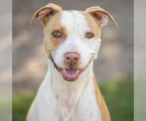 American Pit Bull Terrier-Unknown Mix Dogs for adoption in Camarillo, CA, USA