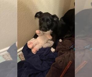 Miniature Schnauzer-Unknown Mix Dogs for adoption in San Antonio, TX, USA