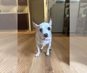 Chihuahua Dogs for adoption in Raleigh, NC, USA