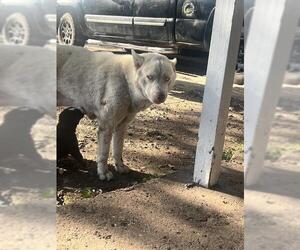 Siberian Husky-Unknown Mix Dogs for adoption in San Antonio, TX, USA