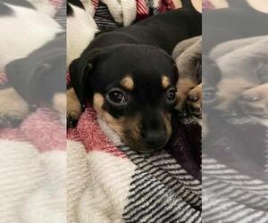 Chihuahua Dogs for adoption in Flower Mound, TX, USA