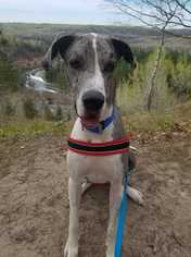 Great Dane Dogs for adoption in Otsego, WI, USA