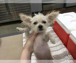 Brussels Griffon-Unknown Mix Dogs for adoption in Riverside, CA, USA