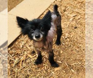 Pomeranian Dogs for adoption in Cumming, GA, USA