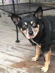 Boglen Terrier Dogs for adoption in byhalia, MS, USA