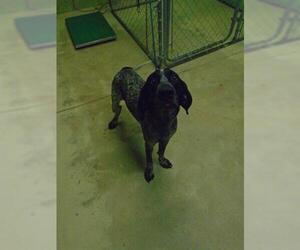 Bluetick Coonhound Dogs for adoption in Green Cove Springs, FL, USA