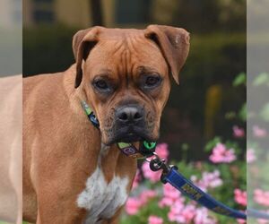 Boxer Dogs for adoption in Alameda, CA, USA