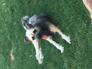 Mutt Dogs for adoption in Del Rio, TX, USA