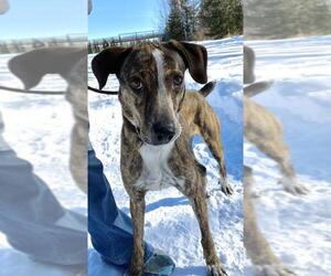 Mountain Cur Dogs for adoption in Park Falls, WI, USA