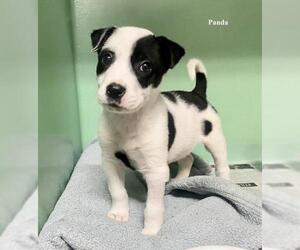 Borador Dogs for adoption in Chester, IL, USA