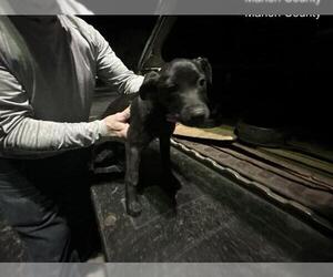 American Pit Bull Terrier-Unknown Mix Dogs for adoption in Ocala, FL, USA