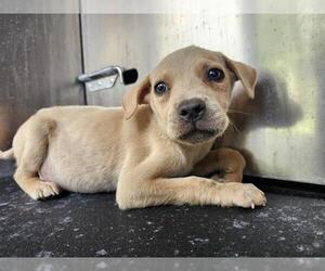 American Staffordshire Terrier-Unknown Mix Dogs for adoption in San Antonio, TX, USA