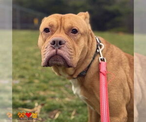 Mutt Dogs for adoption in Center Township, PA, USA