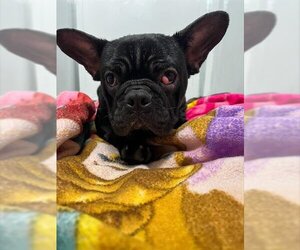 French Bulldog Dogs for adoption in Pacifica, CA, USA