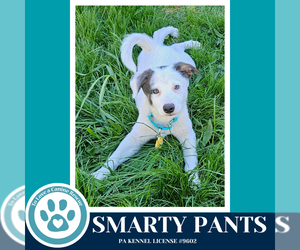 Mutt Dogs for adoption in Kimberton, PA, USA
