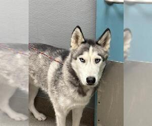 Huskies -Unknown Mix Dogs for adoption in Las Vegas, NV, USA
