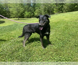 Shepradors Dogs for adoption in Sparta, TN, USA