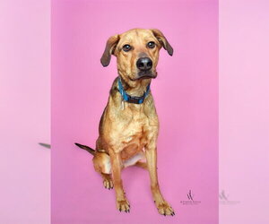 Shepradors Dogs for adoption in Forestville, MD, USA
