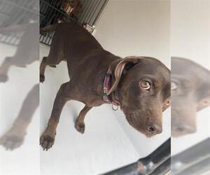 Chiweenie Dogs for adoption in Houston, TX, USA