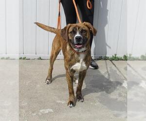 Plott Hound-Unknown Mix Dogs for adoption in Louisville, KY, USA