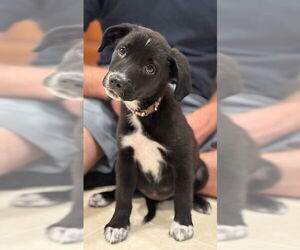 Sheprador Dogs for adoption in Genesee, WI, USA