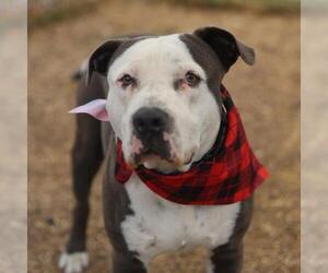 American Staffordshire Terrier-Unknown Mix Dogs for adoption in San Antonio, TX, USA