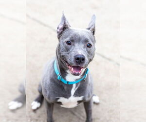 American Pit Bull Terrier-Unknown Mix Dogs for adoption in Aurora, IL, USA
