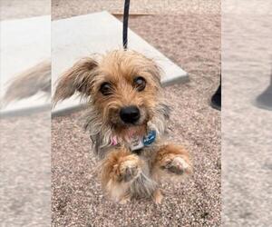 Mutt Dogs for adoption in Fort Collins, CO, USA