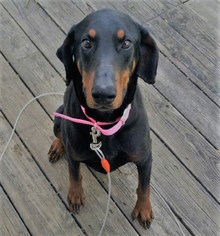 Doberman Pinscher Dogs for adoption in Harrison, AR, USA