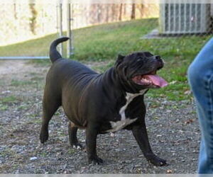 American Bulldog Dogs for adoption in Glen Allen, VA, USA