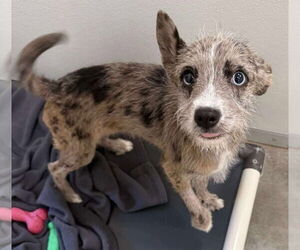 Australian Shepherd-Unknown Mix Dogs for adoption in Brooklyn, NY, USA