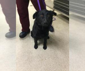 German Shepherd Dog-Unknown Mix Dogs for adoption in Riverside, CA, USA