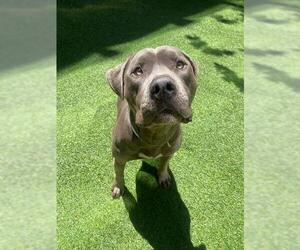 American Pit Bull Terrier Dogs for adoption in San Francisco, CA, USA