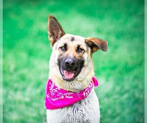 German Shepherd Dog Dogs for adoption in Unionville, PA, USA