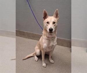 German Shepherd Dog-Unknown Mix Dogs for adoption in Las Vegas, NV, USA