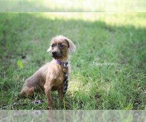 Dachshund-Unknown Mix Dogs for adoption in Shreveport, LA, USA