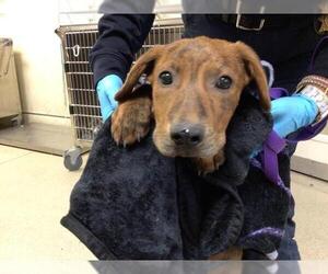 American Pit Bull Terrier Dogs for adoption in Riverside, CA, USA