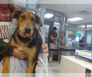 Doberman Pinscher-Unknown Mix Dogs for adoption in Oklahoma City, OK, USA