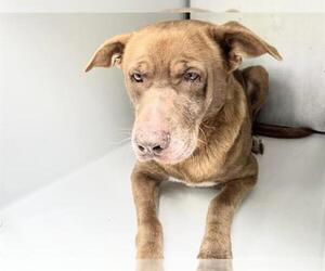 Labrador Retriever-Unknown Mix Dogs for adoption in Houston, TX, USA