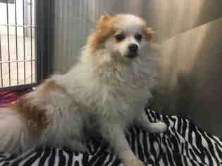 Pomeranian Dogs for adoption in Canfield, OH, USA