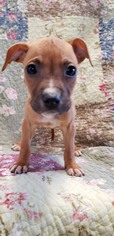 Medium Photo #1 Bullboxer Pit Puppy For Sale in pomfret, CT, USA