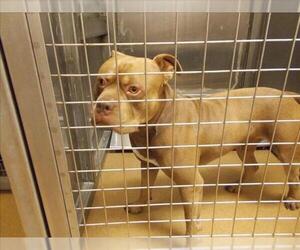 American Pit Bull Terrier Dogs for adoption in Martinez, CA, USA