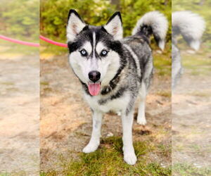 Siberian Husky Dogs for adoption in Manahawkin, NJ, USA